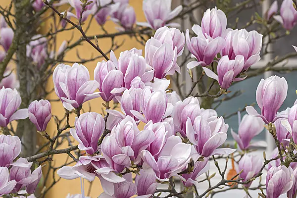 625263 - Lenne's magnolia (Magnolia x soulangiana)