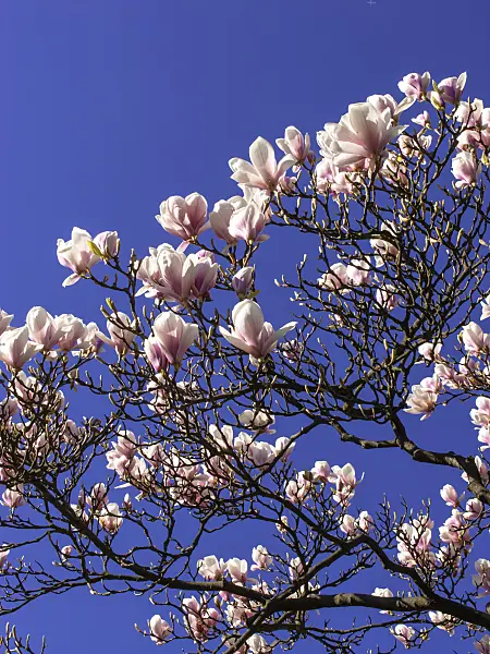 448003 - Lenne's magnolia (Magnolia x soulangiana 'Alexandrina')
