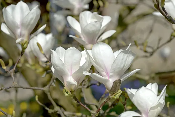 558156 - Lenne's magnolia (Magnolia x soulangiana 'Amabilis')