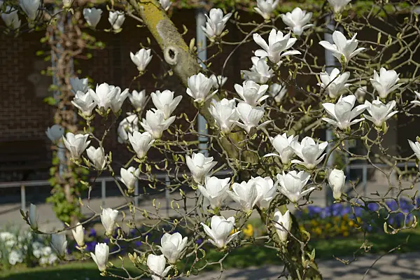 558157 - Lenne's magnolia (Magnolia x soulangiana 'Amabilis')