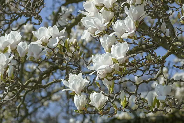 558158 - Lenne's magnolia (Magnolia x soulangiana 'Amabilis')