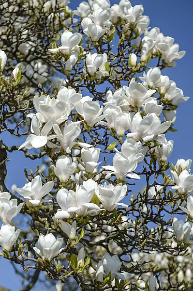 593134 - Lenne's magnolia (Magnolia x soulangiana 'Amabilis')