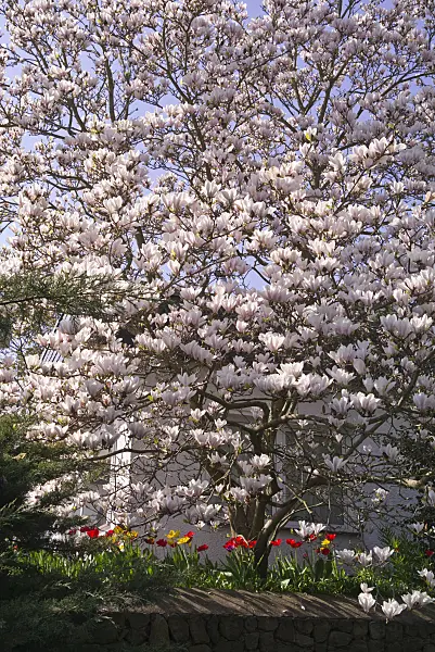 601036 - Lenne's magnolia (Magnolia x soulangiana) and tulips (Tulipa)