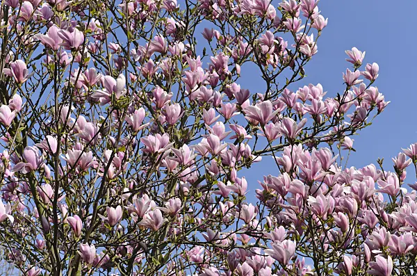 495190 - Lenne's magnolia (Magnolia x soulangiana 'Heaven Scent')
