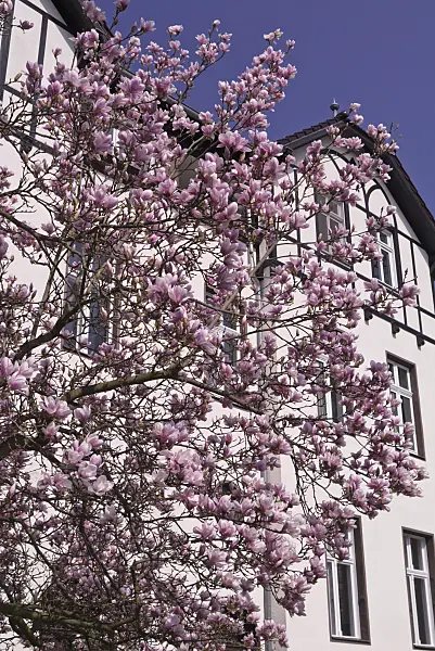 601027 - Lenne's magnolia (Magnolia x soulangiana) in a front garden
