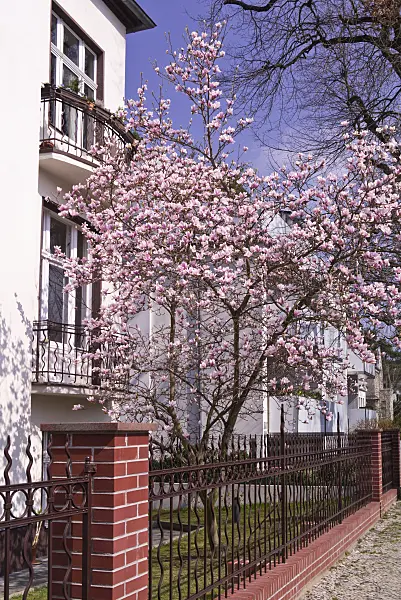 601028 - Lenne's magnolia (Magnolia x soulangiana) in a front garden