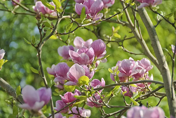 502261 - Lenne's magnolia (Magnolia x soulangiana 'Lennei')