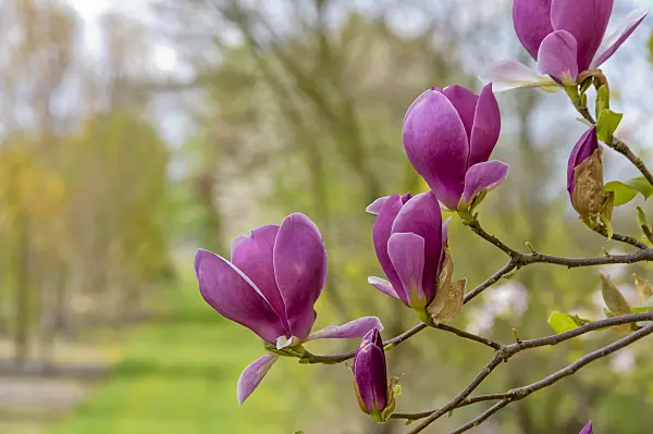 593135 - Lenne's magnolia (Magnolia x soulangiana 'Lennei')