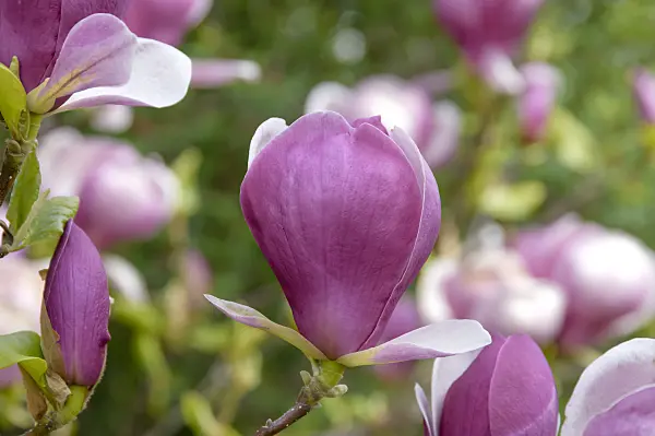 593136 - Lenne's magnolia (Magnolia x soulangiana 'Lennei')