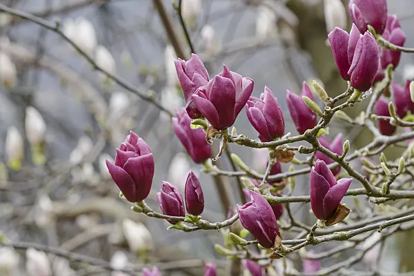 558159 - Lenne's magnolia (Magnolia x soulangiana 'Pickard's Garnet')