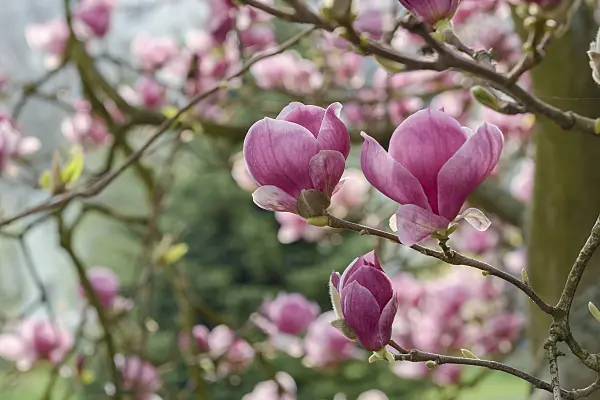 558160 - Lenne's magnolia (Magnolia x soulangiana 'Rustica Rubra')