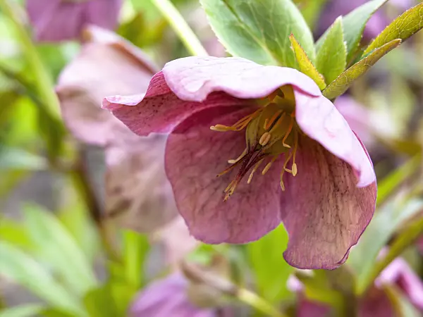 437107 - Lenten rose (Helleborus orientalis)