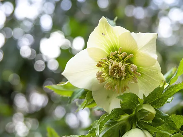 446001 - Lenten rose (Helleborus orientalis)