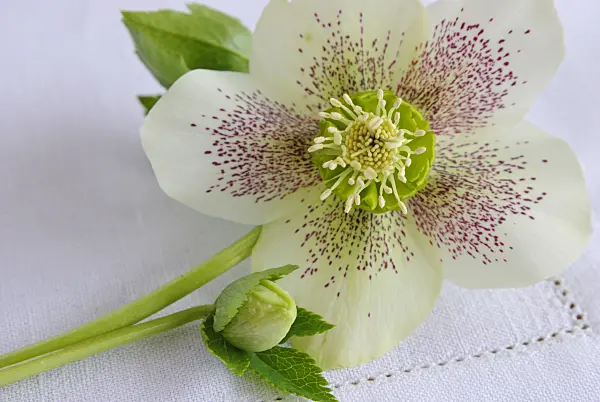 465089 - Lenten rose (Helleborus orientalis)
