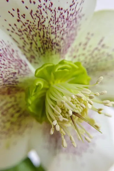 465090 - Lenten rose (Helleborus orientalis)