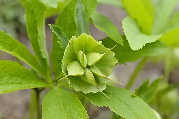 484033 - Lenten rose (Helleborus orientalis)
