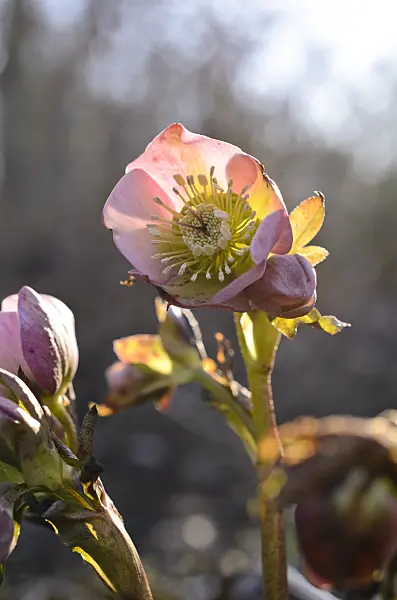 518091 - Lenten rose (Helleborus orientalis)