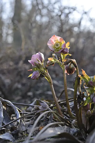 518092 - Lenten rose (Helleborus orientalis)