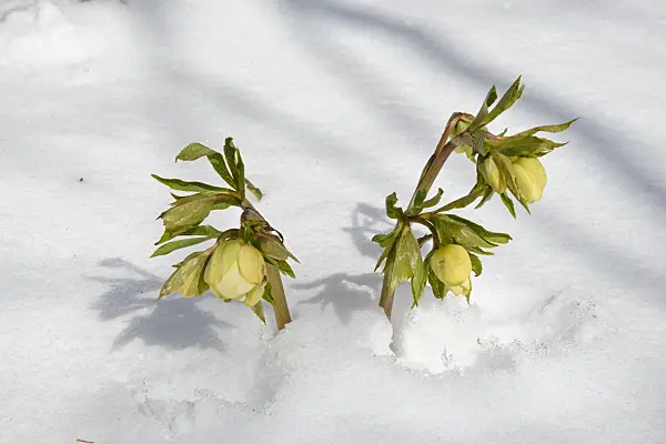 525468 - Lenten rose (Helleborus orientalis)