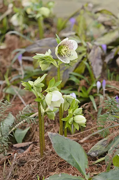 529040 - Lenten rose (Helleborus orientalis)