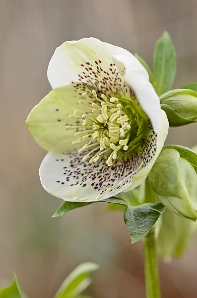 529041 - Lenten rose (Helleborus orientalis)