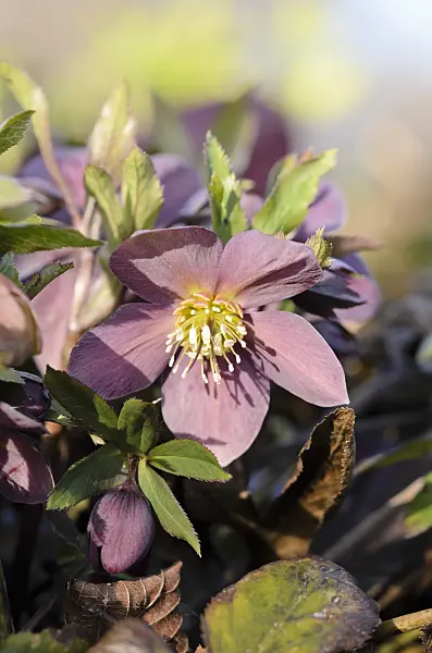 529117 - Lenten rose (Helleborus orientalis)
