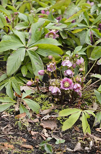529138 - Lenten rose (Helleborus orientalis)
