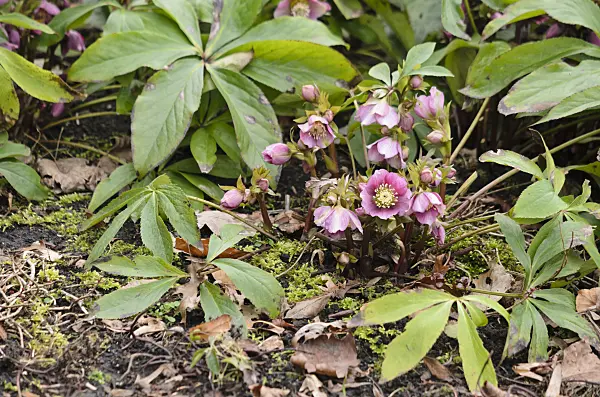 529139 - Lenten rose (Helleborus orientalis)