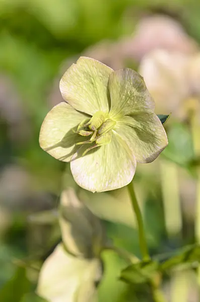 531187 - Lenten rose (Helleborus orientalis)