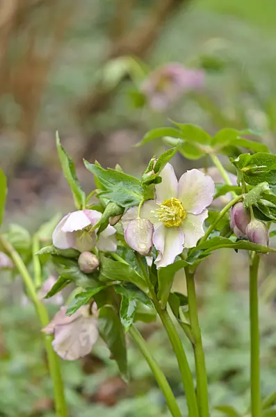 553041 - Lenten rose (Helleborus orientalis)