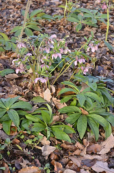 553061 - Lenten rose (Helleborus orientalis)