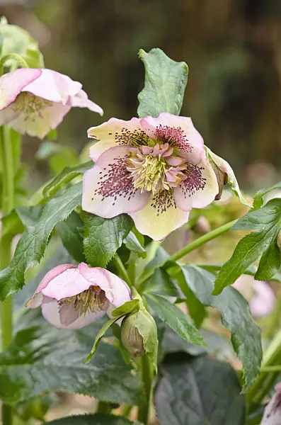 553068 - Lenten rose (Helleborus orientalis)