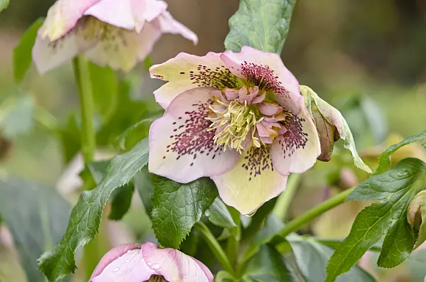 553069 - Lenten rose (Helleborus orientalis)