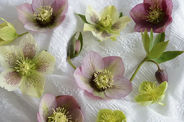 554030 - Lenten rose (Helleborus orientalis)