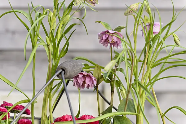 525473 - Lenten rose (Helleborus orientalis) and snake's head (Fritillaria meleagris)