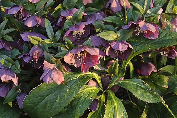 470133 - Lenten rose (Helleborus orientalis 'Queen of the Night')