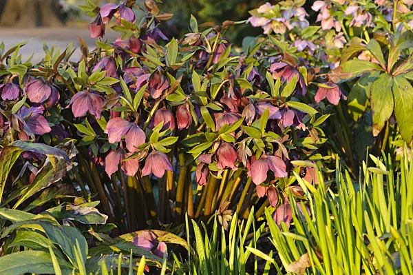 470134 - Lenten rose (Helleborus orientalis 'Queen of the Night')