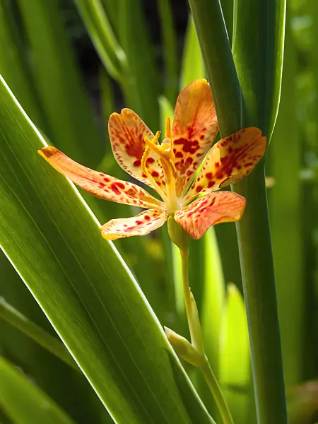 427228 - Leopard flower (Belamcanda chinensis)