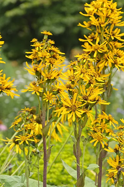 487135 - Leopard plant (Ligularia)
