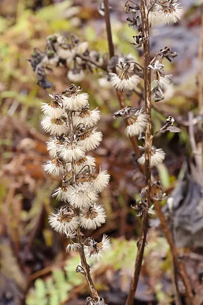 467015 - Leopard plant (Ligularia fischeri)