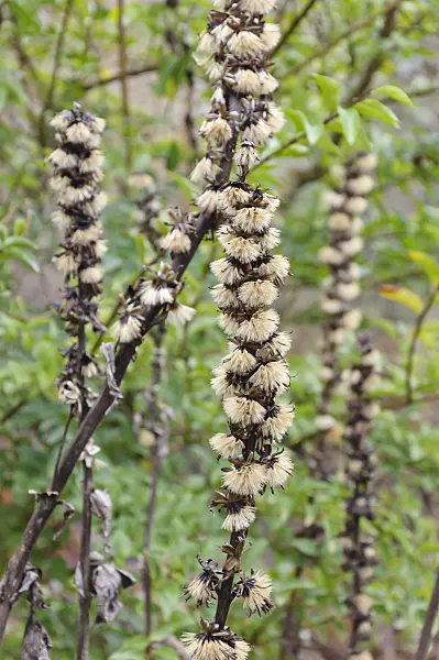 467022 - Leopard plant (Ligularia fischeri)