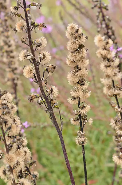 536021 - Leopard plant (Ligularia splendens)