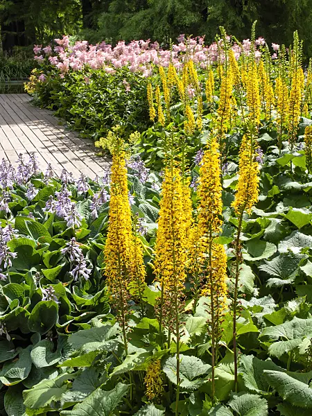 462081 - Leopard plant (Ligularia stenocephala)