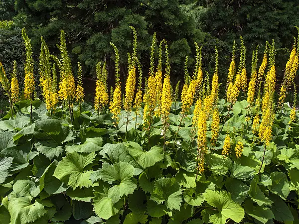 462082 - Leopard plant (Ligularia stenocephala)