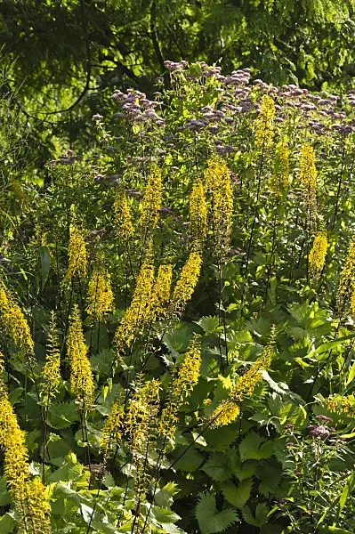 510101 - Leopard plant (Ligularia stenocephala)