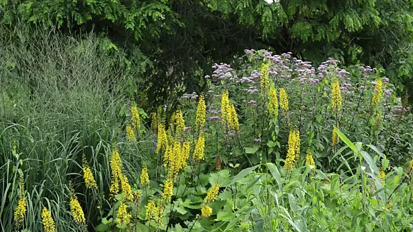 510107 - Leopard plant (Ligularia stenocephala)