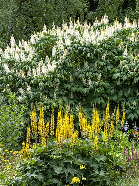 462085 - Leopard plant (Ligularia stenocephala) and dwarf buckeye (Aesculus parviflora)