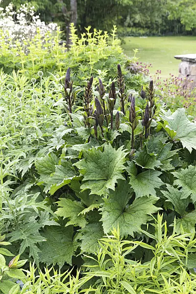 651370 - Leopard plant (Ligularia stenocephala 'Little Rocket')