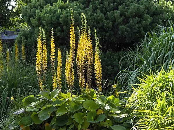 462038 - Leopard plant (Ligularia stenocephala 'Weihenstephan')