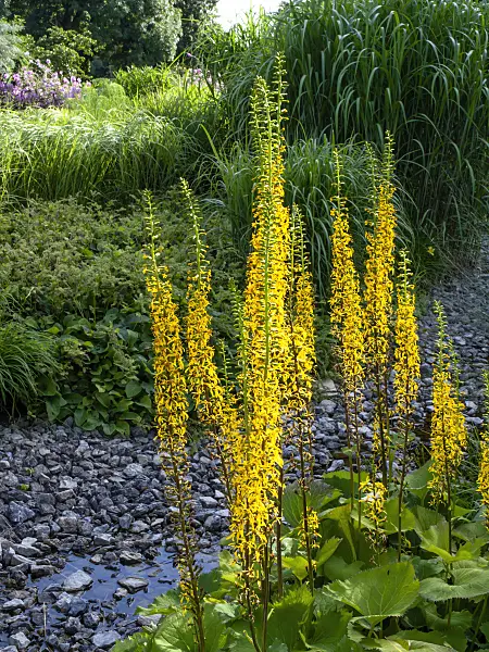 462039 - Leopard plant (Ligularia stenocephala 'Weihenstephan')